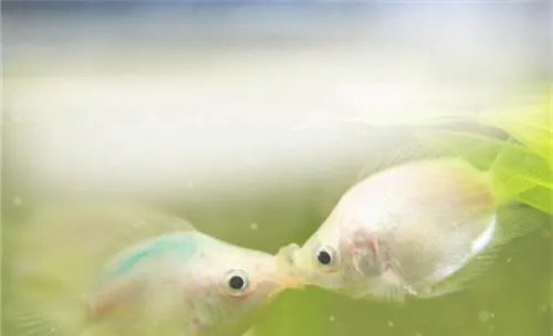 观赏鱼白头白嘴病的病原体介绍