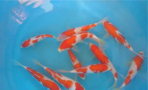 观赏鱼口丝虫病的发病机理