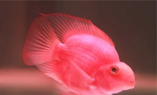 鹦鹉鱼翻鳃的分类及原因分析