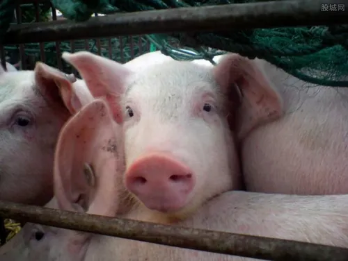 死猪非H7N9病毒感染 410猪一夜毙命或毒气所致