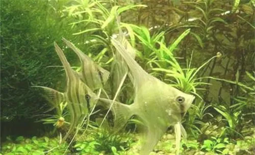 观赏鱼细菌性败血症的症状表现
