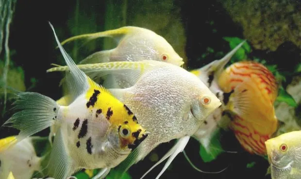 宠物鱼的生病护理要点