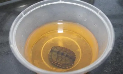 养龟常备聚维酮碘