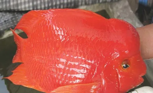 发财鱼常见疾病有哪些