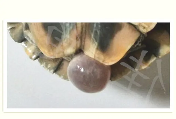 宠物龟泄殖孔脱出物的鉴别诊断