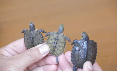 宠物龟消毒产品的选用方法