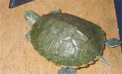 如何繁殖巴西龟？