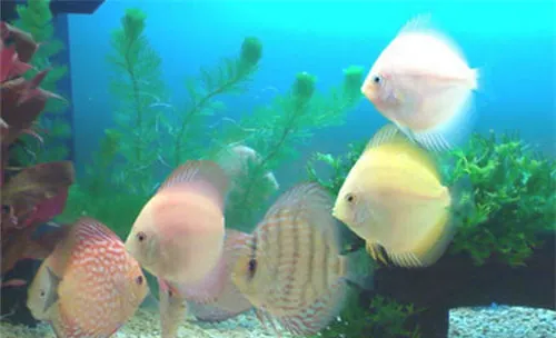 水族箱中常见的涡虫治理方法