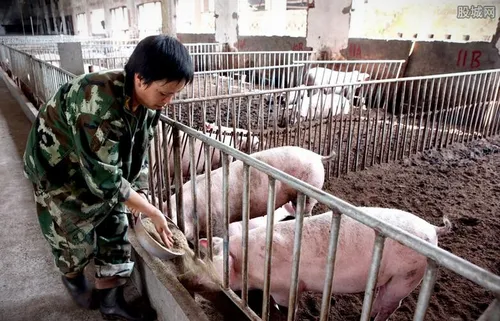 温氏养猪场盈利多少 个人养猪倒闭热衷加盟温氏养猪