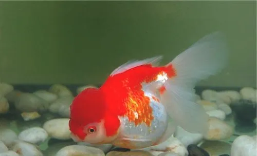 观赏鱼水霉病的症状表现