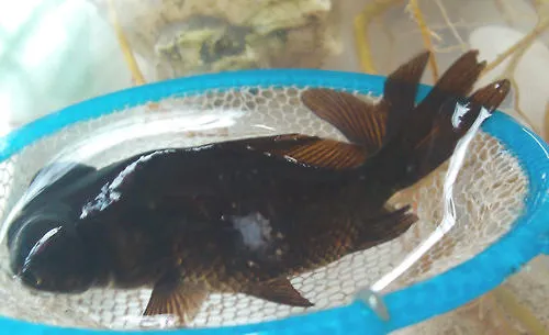 观赏鱼水霉病如何治疗