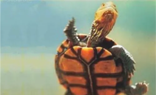 宠物龟消毒产品的选用方法