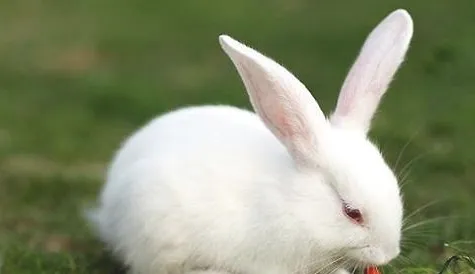 宠物兔寿命