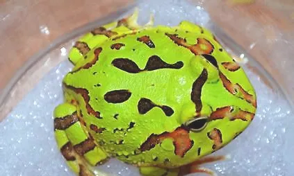 蝴蝶角蛙价格