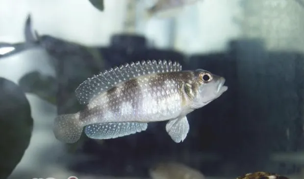 观赏鱼波豆虫病的诊断及防治