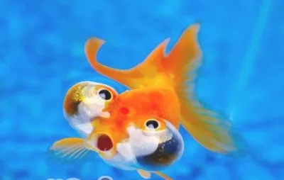 金鱼在水面吐泡泡的原因分析