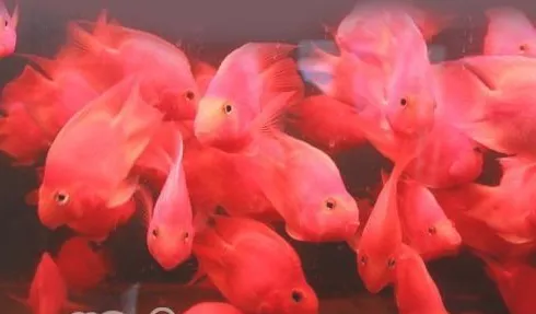 血鹦鹉翻鳃原因及治疗