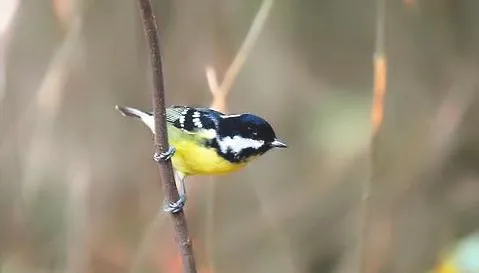 黄腹山雀怎么养