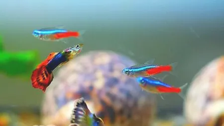 观赏鱼指环虫病简介