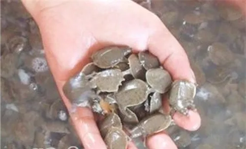 梅雨季易生甲鱼白斑病