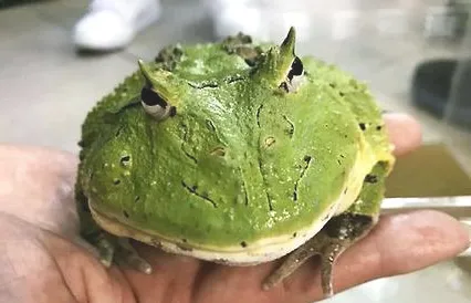蝴蝶角蛙价格