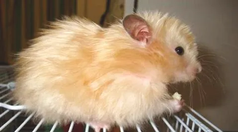 宠物仓鼠吃什么