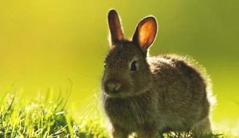 如何饲养宠物兔