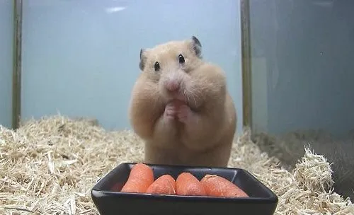 适合独居女性养的宠物都有哪些？