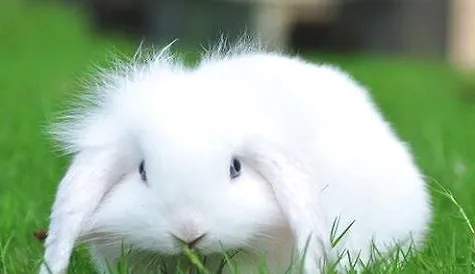 除了猫狗还有什么宠物