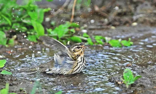 给宠物鸟洗澡几种的方法