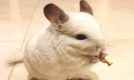 除了猫狗还有什么宠物