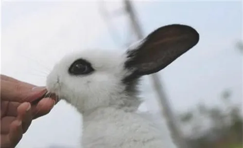 带你认识宠物兔粮