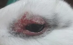 宠物兔的饲养与疾病预防