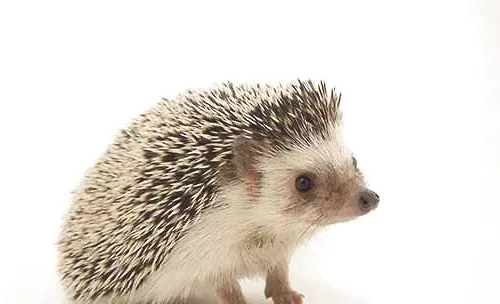 最适合学生党和上班族养的五种小型宠物