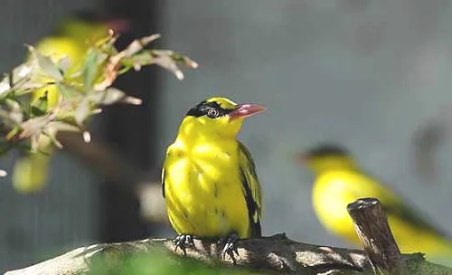 黄鹂鸟的介绍，黄鹂鸟的饲养方法