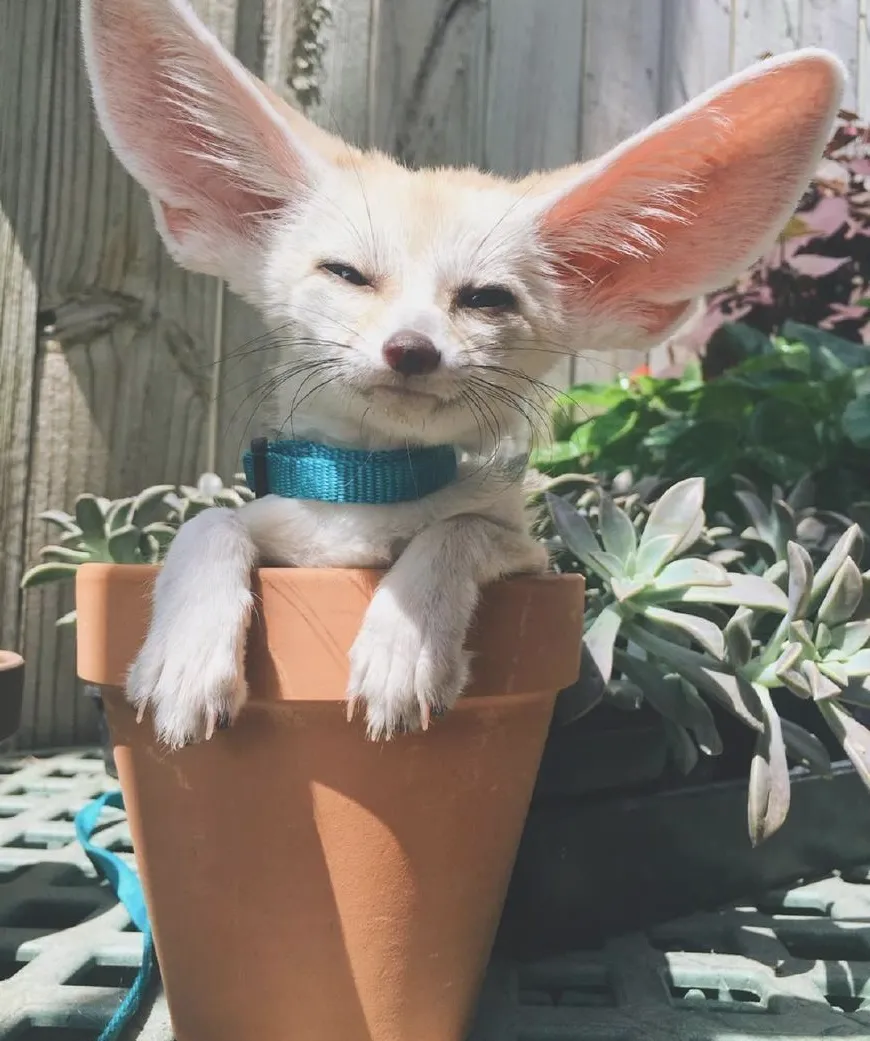 宠物狐狸饲养注意事项 宠物狐狸好养吗