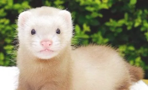 宠物貂多少钱一只？宠物貂市场价格