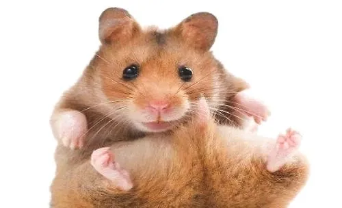 宠物鼠种类有哪些？宠物鼠推荐