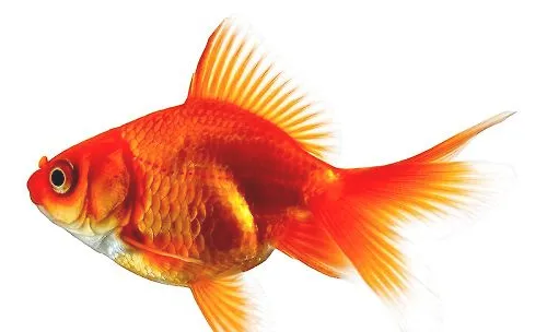 适合独居女性养的宠物都有哪些？