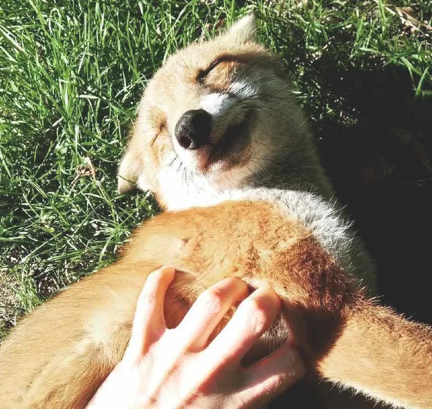 宠物狐狸饲养注意事项 宠物狐狸好养吗