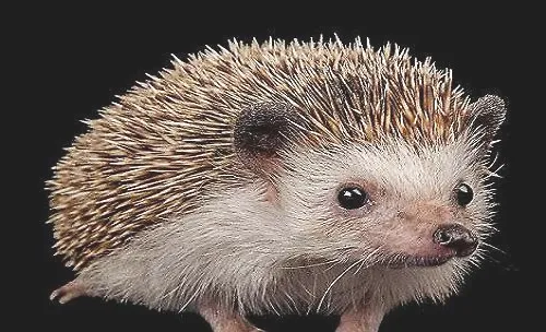 哪种宠物便宜又好养？好养的几种宠物