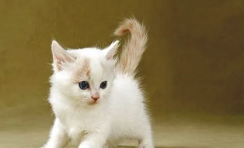 适合独居女性养的宠物都有哪些？