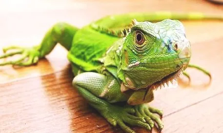 除了猫狗还有什么宠物