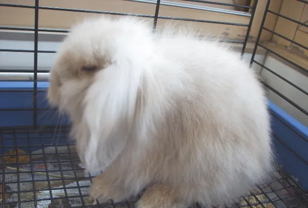 宠物兔的饲养与疾病预防