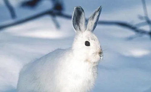 如何饲养宠物兔