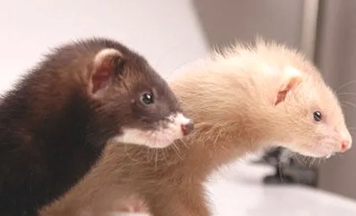 你知道宠物貂的起源吗？