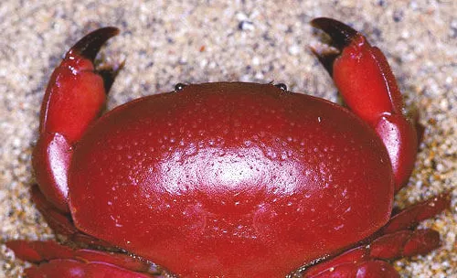 正直爱洁蟹是怎样的一种蟹？