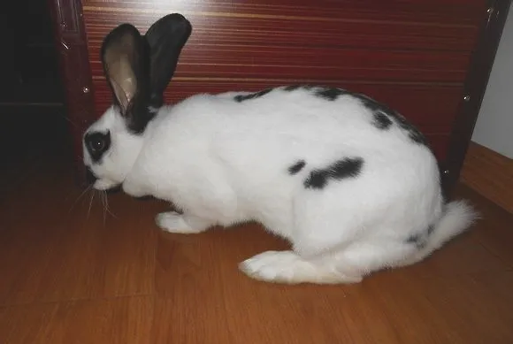 宠物兔的饲养与疾病预防