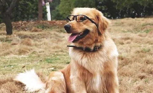 适合独居女性养的宠物都有哪些？