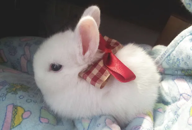 宠物兔的饲养与疾病预防